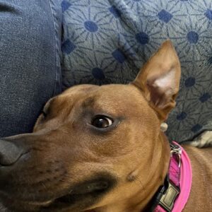 The Dog House
